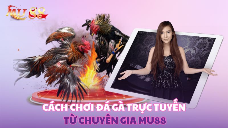 Cách chơi đá gà trực tuyến từ chuyên gia