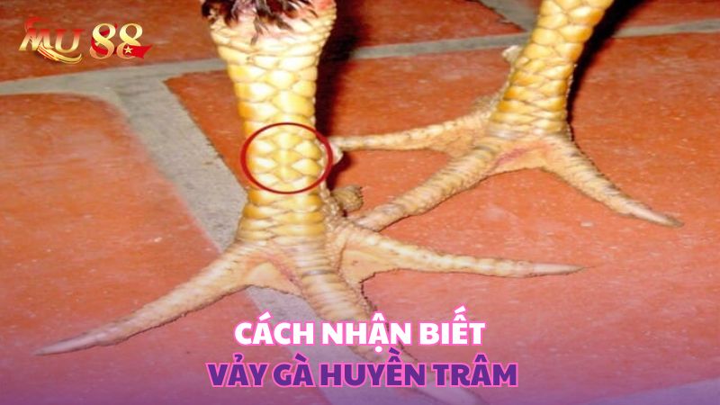 Cách nhận biết rõ vảy gà huyền trâm