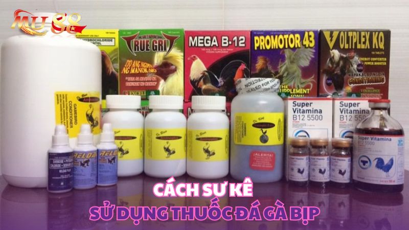 Cách sư kê sử dụng thuốc gà bịp